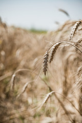 Wheat field