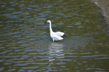 Fototapeta premium egrets