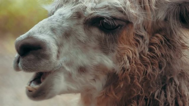 Cinematic portrait of a gorgeous llama 