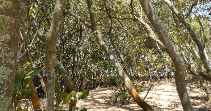 Mangrove trees in coastal wetland estuary environment