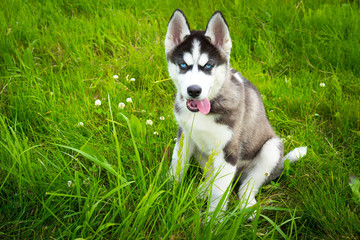 Husky puppy dog. Dog sitting in the grass. Husk.