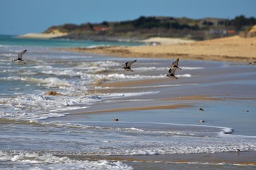 plage/envol de gravelots