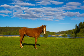 Fototapeta na wymiar Horse on a green lawn. Red Horse.