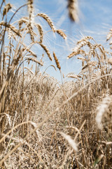 Fototapeta premium Wheat field