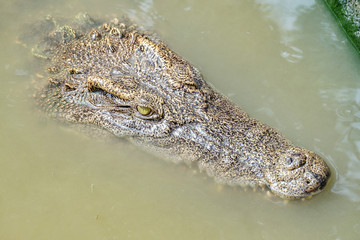 Close up crocodile head floating in the river