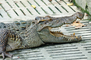 Crocodile head opens its mouth and rests in the Crocodiles farm
