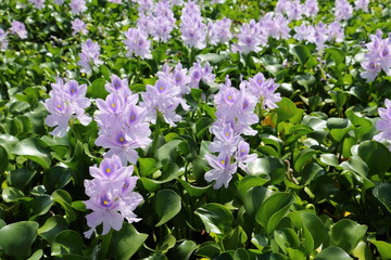 Water hyacinth