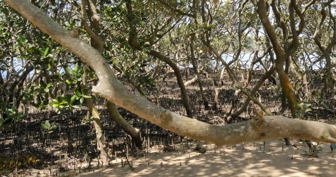 Mangrove trees in coastal wetland estuary environment