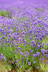 Obraz premium Lavender Field in Hokkaido, Japan