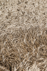 Wheat field