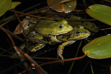 Teichfrosch (Pelophylax esculentus) - Edible frog