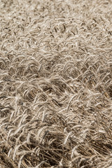 Wheat field