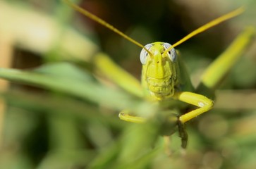 Grass Hoppers