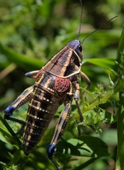Grass Hoppers