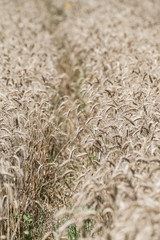 Wheat field