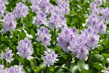 Water hyacinth