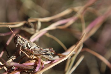 Grass Hoppers