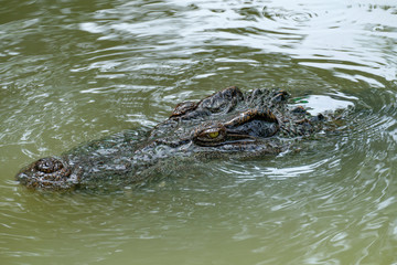 Close up crocodile is waiting to hunt in the river