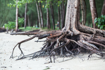 roots of tree standing dead because erode by seawater on the beach.