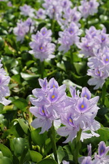Water hyacinth