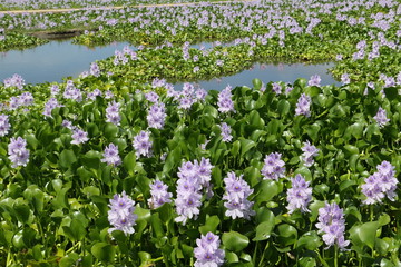 Water hyacinth