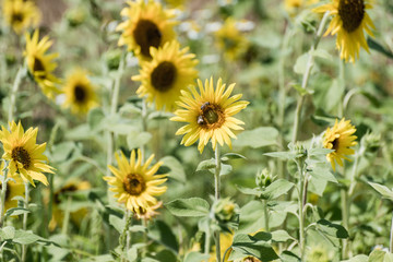 Sunflower field