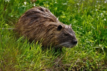 ragondin/île d'Oléron 17