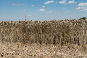 Wheat field