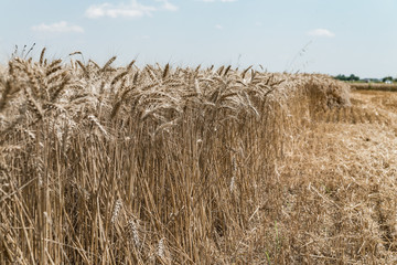 Wheat field