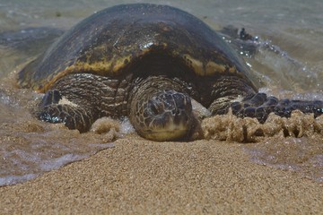 Sea Turtle