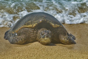 Sea Turtle