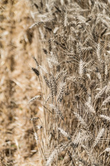 Wheat field