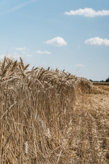 Wheat field