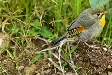 Bird