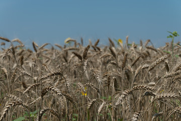 Wheat field