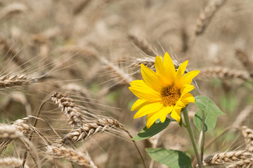 Sunflowers in the field of wheat