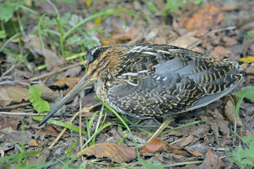 Snipe 4
