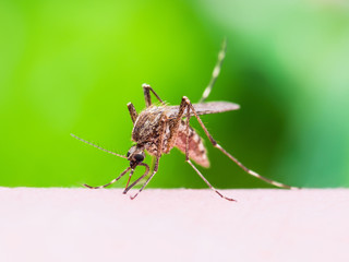 Malaria or Zika Virus Infected Mosquito Sting on Green Background