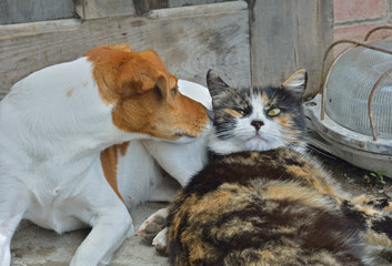 Dog and cat 3