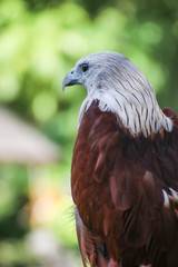 Hawk, Hawk eyes, red wing color hawk, Brahminy Kite is Flying Predators and powerful hawk that use to control other bird in farmer, biological control