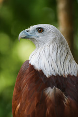 Hawk, Hawk eyes, red wing color hawk, Brahminy Kite is Flying Predators and powerful hawk that use to control other bird in farmer, biological control