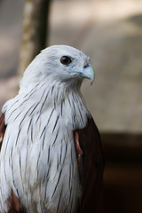 Hawk, Hawk eyes, red wing color hawk, Brahminy Kite is Flying Predators and powerful hawk that use to control other bird in farmer, biological control