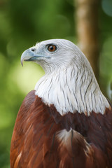 Hawk, Hawk eyes, red wing color hawk, Brahminy Kite is Flying Predators and powerful hawk that use to control other bird in farmer, biological control