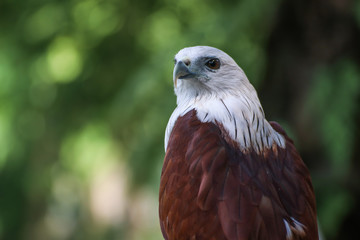 Hawk, Hawk eyes, red wing color hawk, Brahminy Kite is Flying Predators and powerful hawk that use to control other bird in farmer, biological control