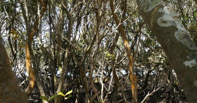 Mangrove trees in coastal wetland estuary environment