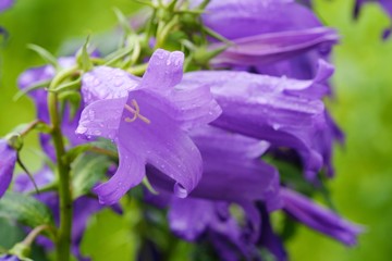 Beautiful lilac bluebells in the morning dew
