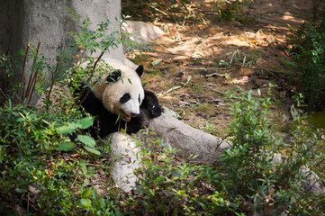 Young panda lying down by a tree and eating bamboo