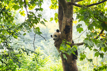 Young panda resting in a tree with a bee flying by his nose
