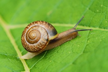 Beautiful brown snail on green leaves © Angelic