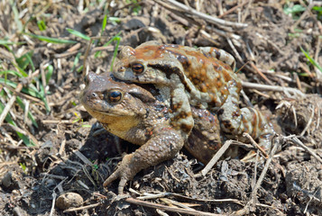 Toads (Bufo gargarizans) 1